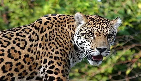 Dibrugarh: People Take Selfie With Dead Leopard Killed By Speeding Vehicle