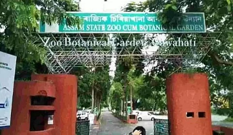 White-winged wood ducks brought to Guwahati zoo