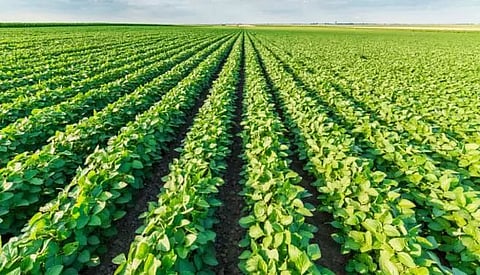 2 Mizoram districts to move from 'jhum' to 'green' cultivation