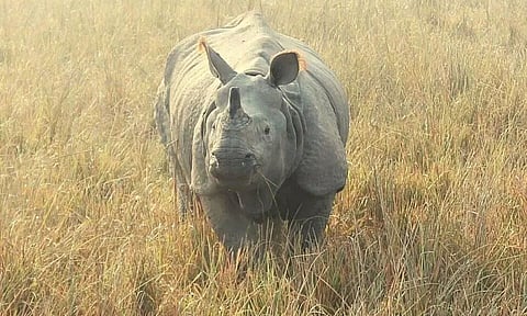 Rhino Population Increased In Assam's Pobitora Wildlife Sanctuary, Records 107 One-Horned Rhinos