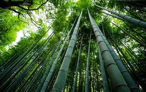 'Greening Assam' event held at PWD Convention & Training Centre at Dispur