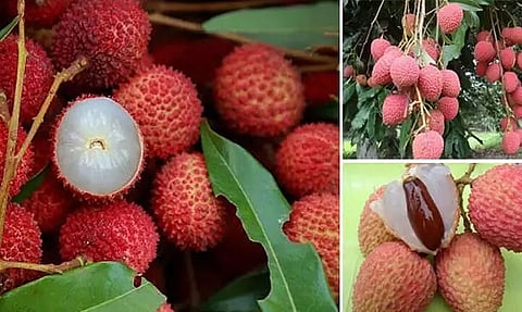 Litchi Seedlings Distributed By Sonitpur Krishi Vigyan Kendra