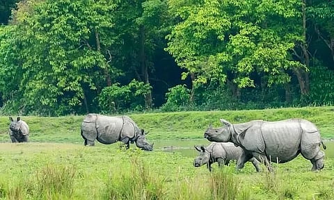 Rhino Population Increases By 200 In Kaziranga National Park Of Assam