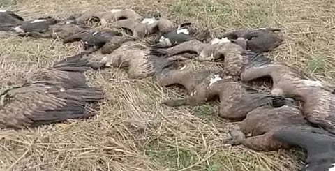 Dead vulture found at Rani in West Guwahati