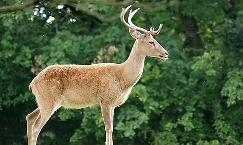 Manipur: Man Arrested For Carrying Suspected Brow-Antlered Deer Meat
