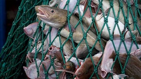 Prohibitions under 144 CrPC imposed regarding catching and killing of breeding fish