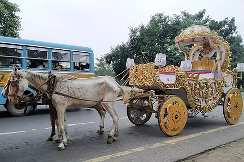 Calcutta High Court order comes to help of suffering carriage horses