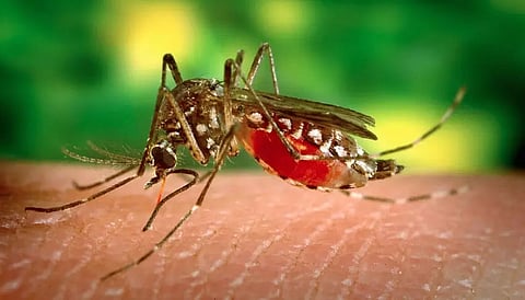 New cheap, smartphone tech to detect dengue developed