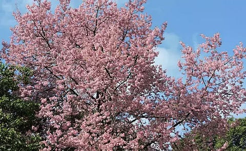 Cherry Blossom New Species 'Prunus Dinabandhuana' Found In Manipur, Named After Odia Scientist