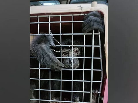 Five Chimpanzees Rescued In Assam's Karbi Anglong District