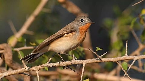 105 bird species spotted in Lungla of Tawang district in Arunachal Pradesh