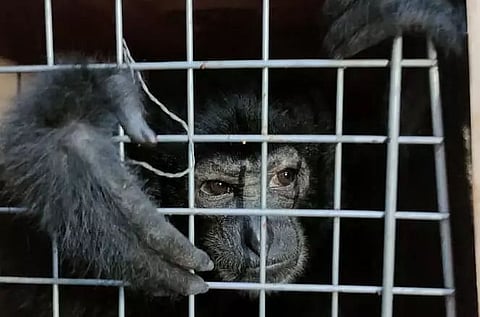 Five endangered chimpanzees rescued; 2 traffickers held by Karbi Anglong police