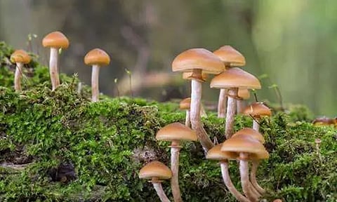 Two die after consuming poisonous mushroom in Borsumani Mising Gaon near Demow