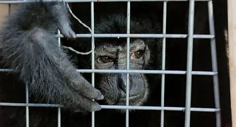 Northeast Serving As Transit Route For Animal Trafficking: Assam Forest Official