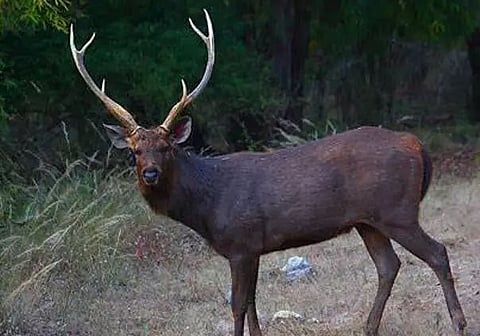 Sambar deer rescued in Guwahati city