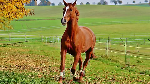 Man in Punjab buys 'prized' horse, wash reveals truth