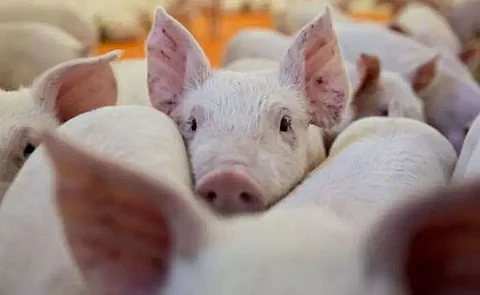 African Swine Fever: Mizoram, Tripura, M'laya impose curbs
