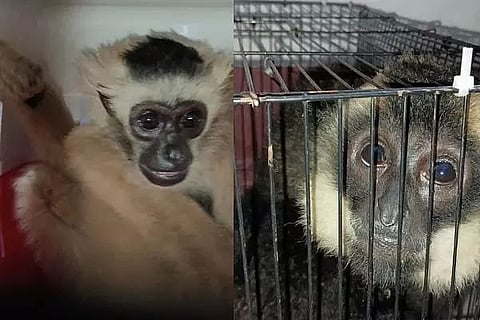 Forest Officials Rescue 'Exotic' Monkeys, Wallaby In Assam's Kamrup District