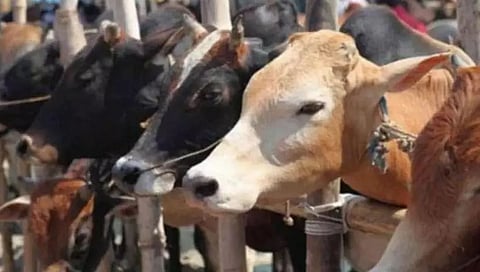 Meghalaya Border Security Force (BSF) seizes 43 smuggled cattle