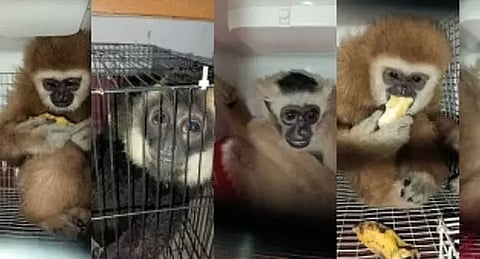 5 monkeys, wallaby rescued; one arrested in Hajo