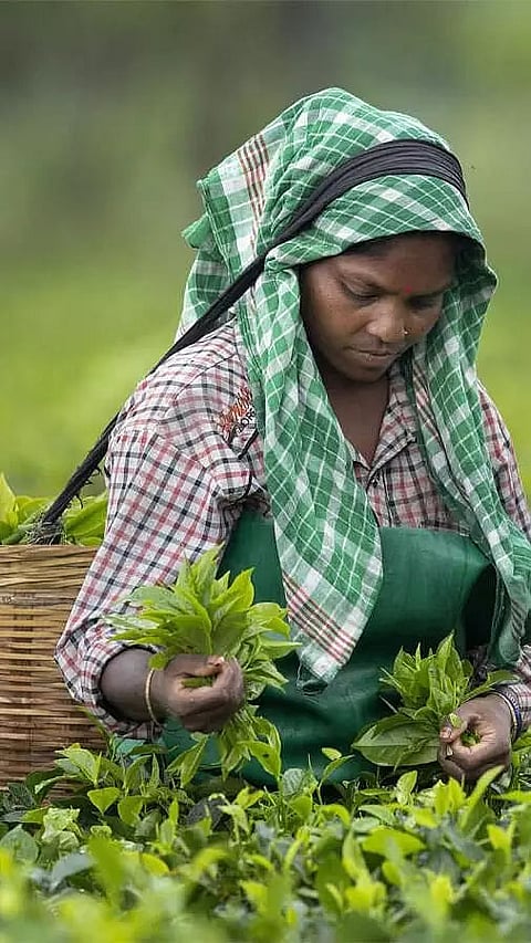 Why Is Assam Tea So Special?