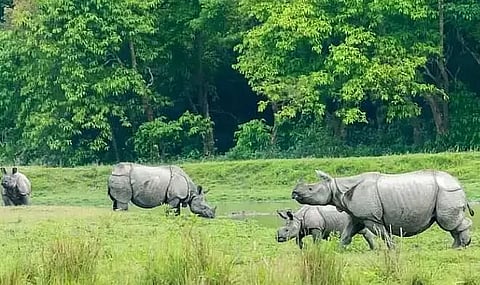 Legal framework for wildlife protection