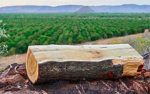White Sandalwood Logs Worth Crores Seized In Assam's Hojai District