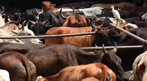 Assam Registered 1,100 Cases of Cattle Smuggling In Last One Year