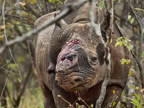 Poachers Chopped Off Rhino Horn In Assam's Orang National Park
