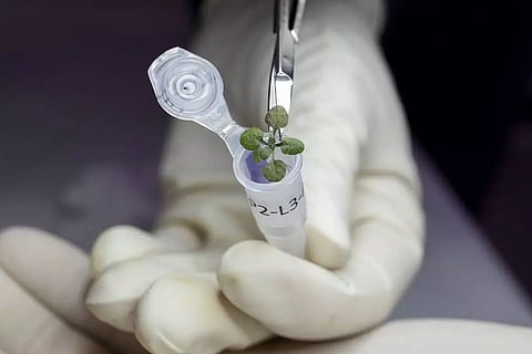 Scientists make history by growing plants in lunar soil