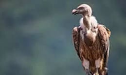 Delhi HC seeks Centre's response on plea seeking drugs' safety testing on vultures