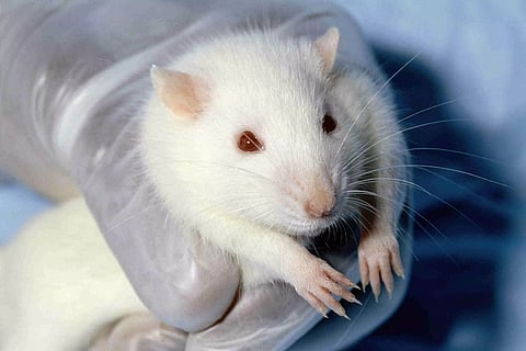 PETA seeks replacement of animal tests with non-animal methods