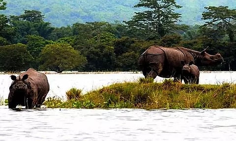 Assam Floods: 40 Highlands Constructed For Animal Shelter in Kaziranga National Park