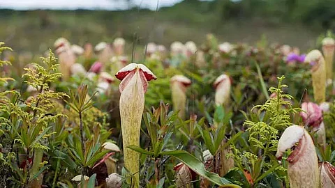 Stop Plucking 'Penis Plant', Says Cambodian Government