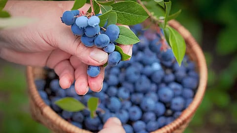 Do you know eating blueberries can lower high blood pressure
