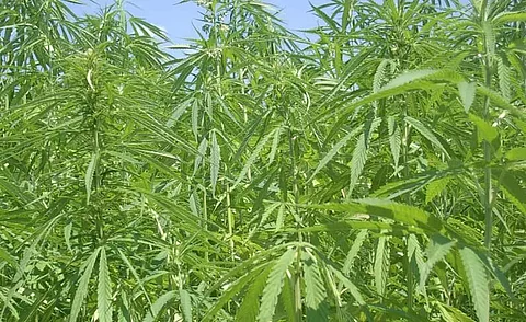 State Innovation & Transformation Aayog promotes hemp cultivation in Assam
