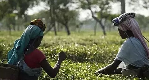 Barak Valley tea industry reeling under severe economic crisis