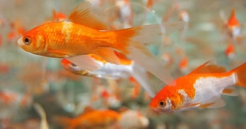 Pet goldfish might be threat to native biodiversity