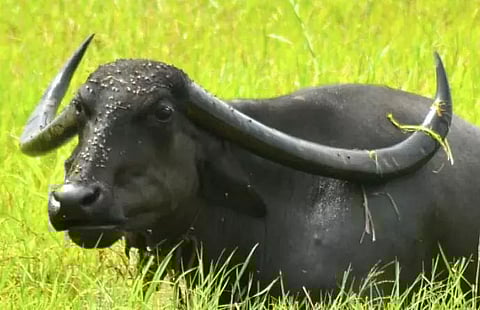 Representative image