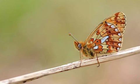 Rare butterfly species sighted at an altitude of 1800 metres in Luyor Pass