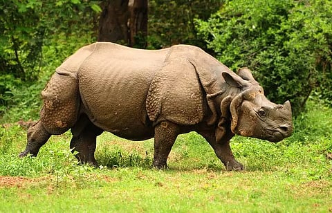 Assam: Rhino Poacher Attempts To Escape Custody, Shot By Police In Biswanath