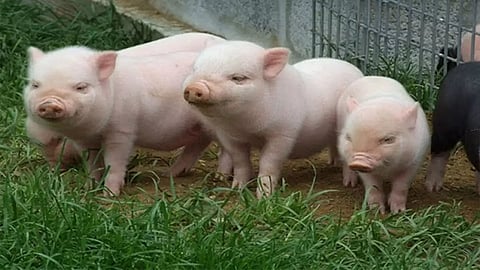 Mizoram To Declare African Swine Fever Outbreak As 'State Disaster'