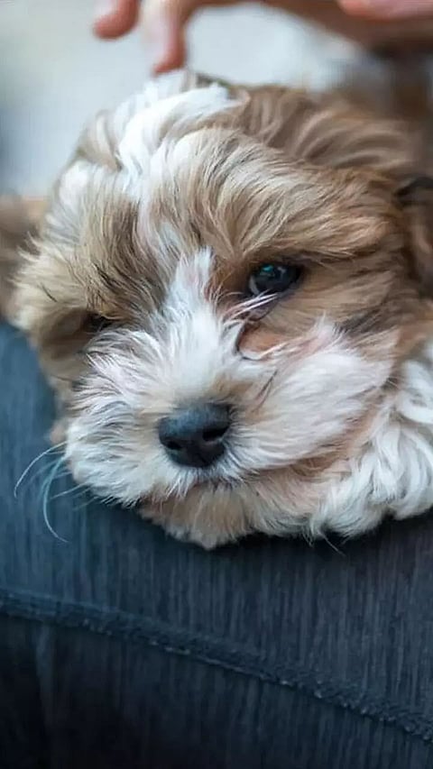 9 Dog Breeds Banned in India