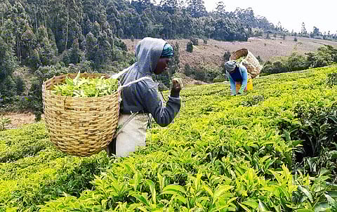 Assam Government to bear Rs 240-crore loss due to tea cess exemption