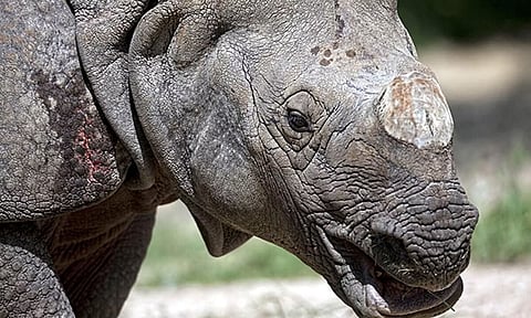 Darrang Police recovered rhino horn; 2 poachers held