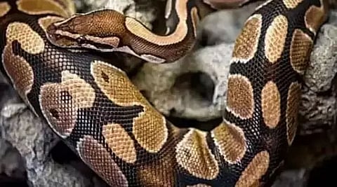 Python rescued in Sivasagar district