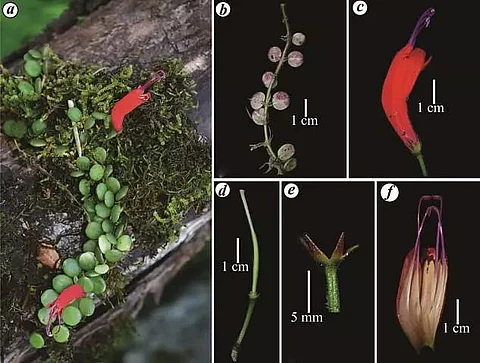 Rare plant rediscovered in Arunachal Pradesh after 100 years
