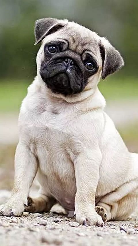 8 things to think about before bringing home a dog