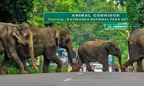 Assam: Speed Of Vehicles Crossing Kaziranga National Park Limited Down