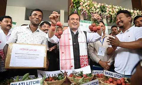 Assam: Tezpur's GI Tagged Litchi Makes It To The London Market
